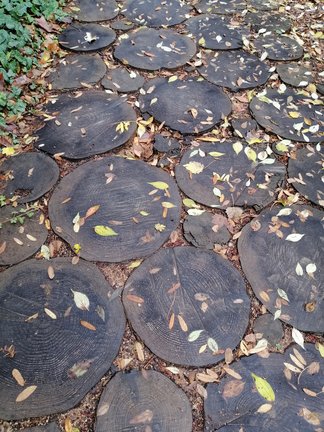 Никитский ботанический сад №168140