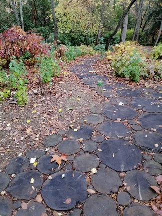 Никитский ботанический сад №168141