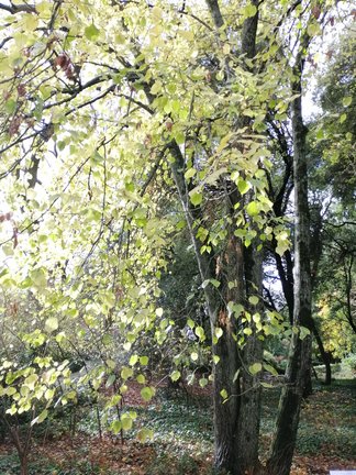 Никитский ботанический сад №168144