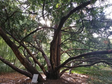 Никитский ботанический сад №168145