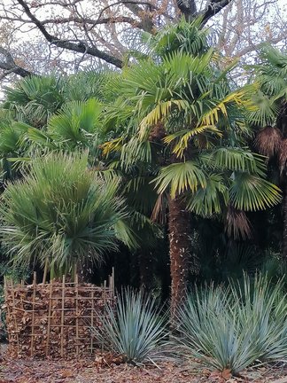 Никитский ботанический сад №168155