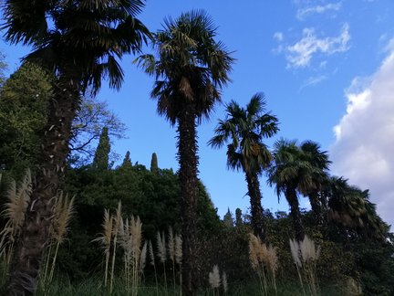 Никитский ботанический сад №168160