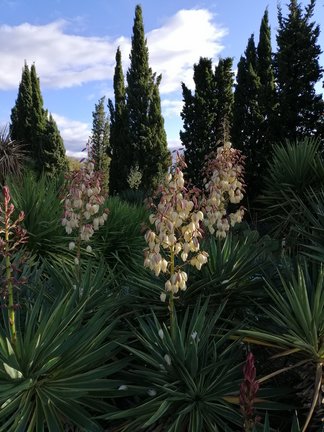 Никитский ботанический сад №168172