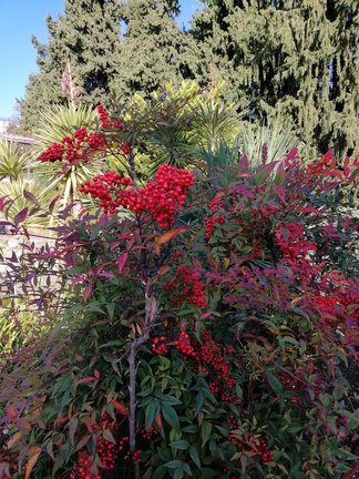 Никитский ботанический сад №168174