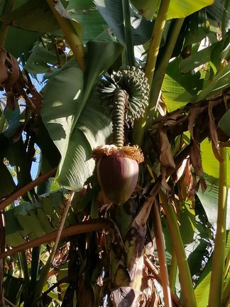 Никитский ботанический сад №168179