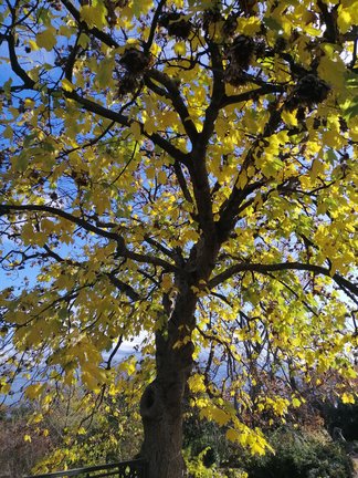 Никитский ботанический сад №168180