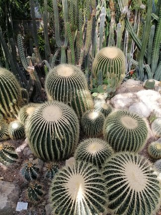 Никитский ботанический сад №168182