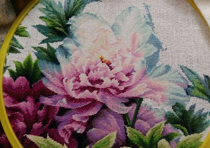 Пионы №169669