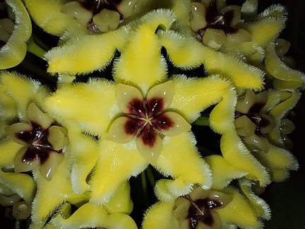 Маки перенабора Доме №181232