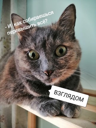 Смешно о вышивке №181277