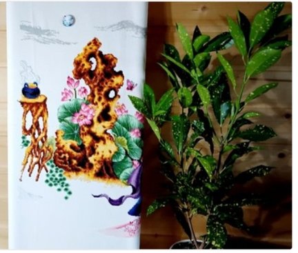 12 красавиц №183413