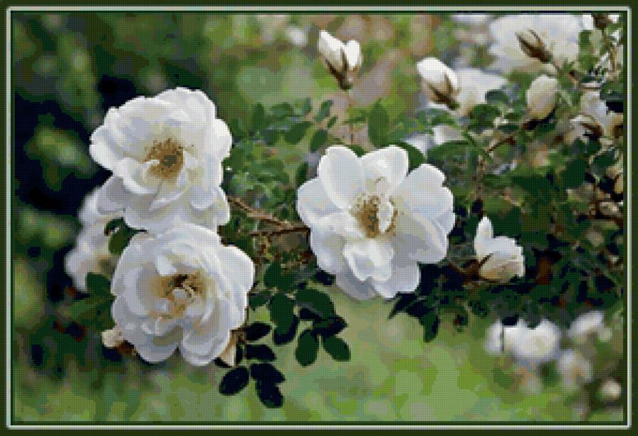 Белый шиповник - цветы - предпросмотр