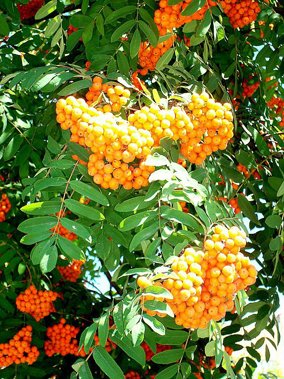 рябина - ягоды, гроздь, рябина, осень, кисти - оригинал