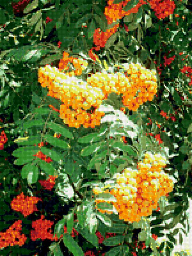 рябина - осень, ягоды, гроздь, рябина, кисти - предпросмотр