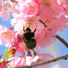 Схема вышивки «№428»