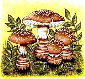 Грибы - грибы - оригинал