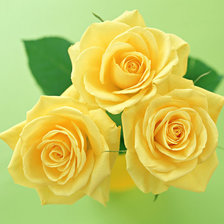 Оригинал схемы вышивки «желтые розы» (№487)