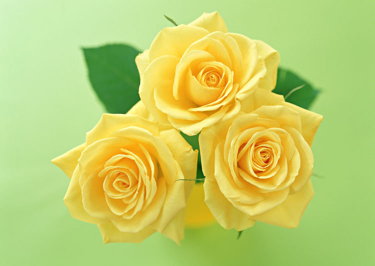 желтые розы - цветы - оригинал