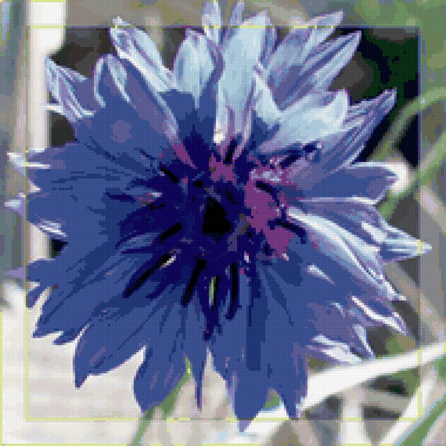 василёк - цветы - предпросмотр