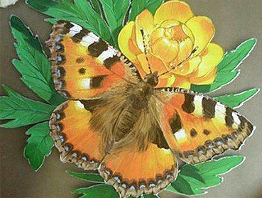 Бабочка и лютик - цветок, цветы и бабочки, бабочка, лютик, цветочек, природа - оригинал