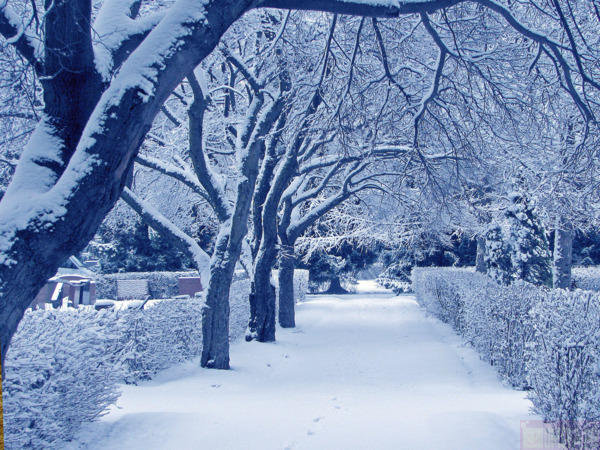 Красивая зима!) - деревья, снег, зимний лес, зима, winter, лес - оригинал
