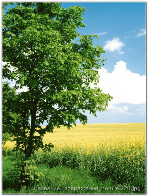 Дерево на поляне!) - дерево, солнечно, полянка, природа - оригинал