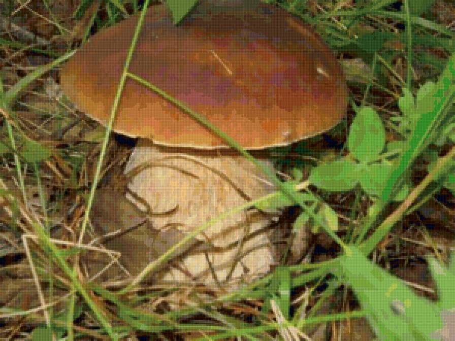 Грибочек) - гриб, грибочек - предпросмотр