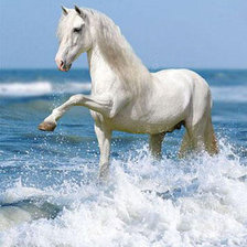 Белая лошадка)