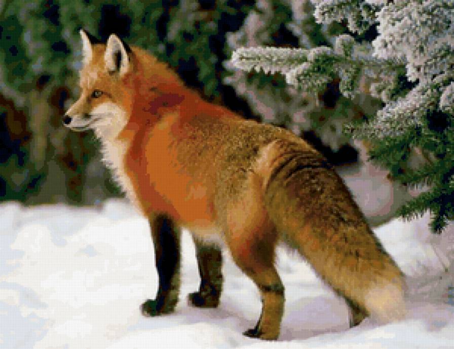 Лисичка с пышным хвостиком) - лисичка, животные - предпросмотр
