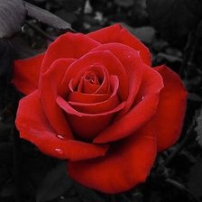 Схема вышивки «Роза»