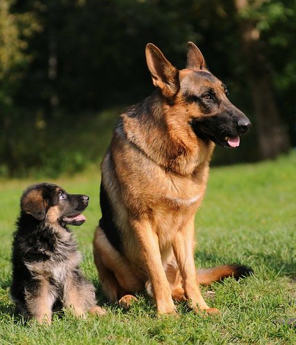 Равняйсь! - собаки - оригинал