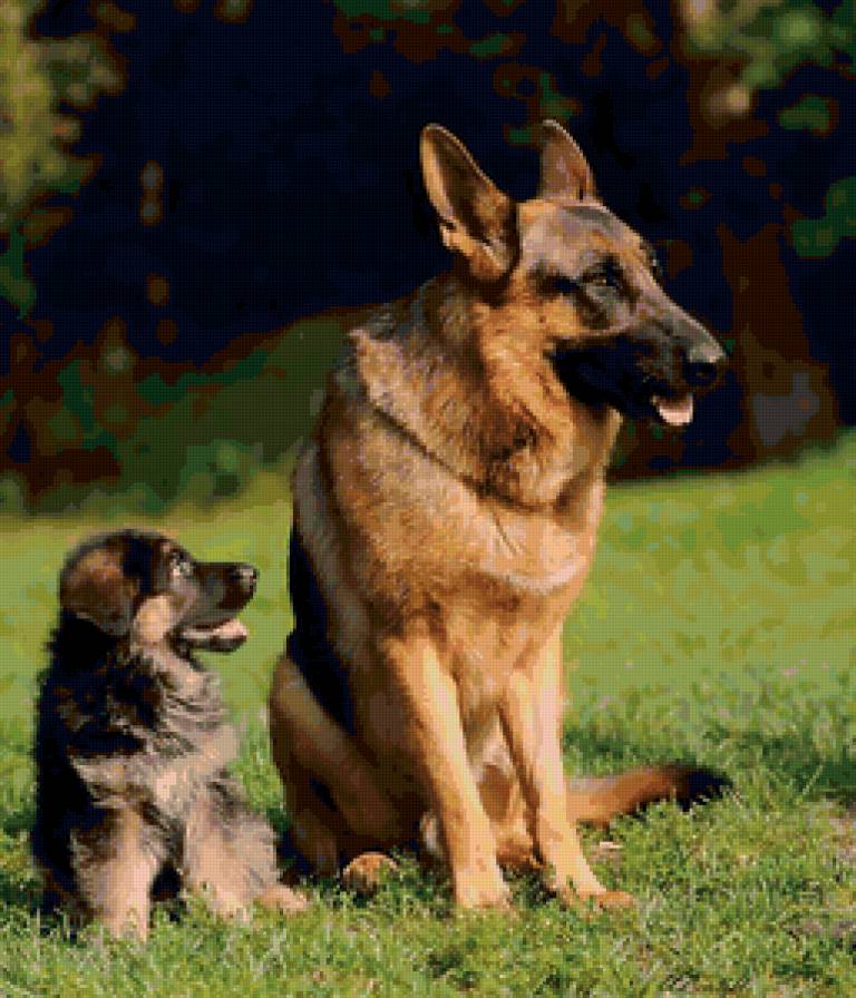 Равняйсь! - собаки - предпросмотр