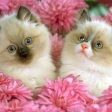 котята в цветах