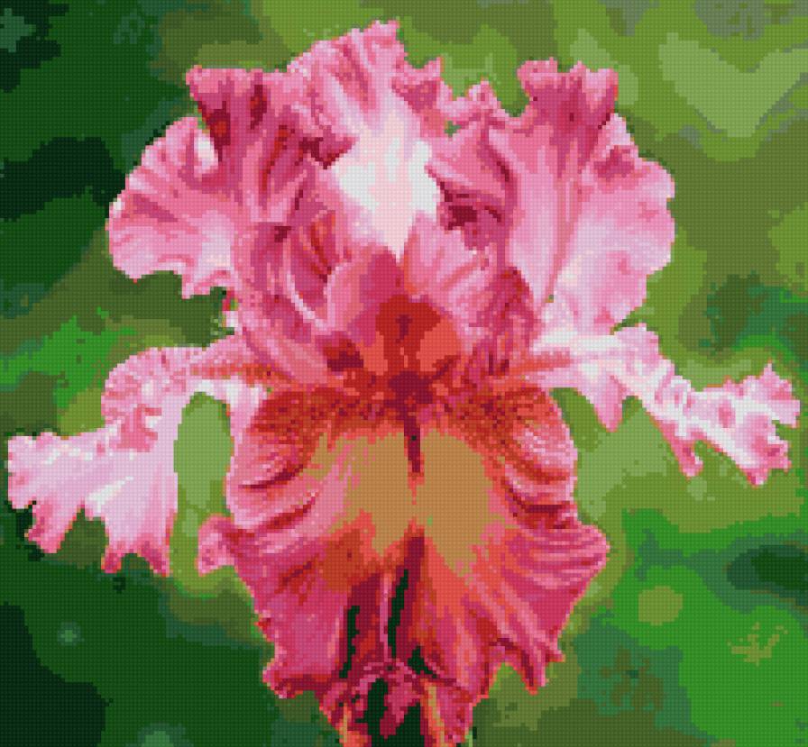 Ирисы - ирисы - предпросмотр