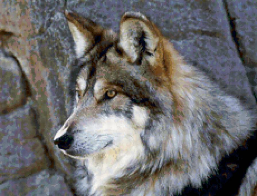 волк - животные, хищник, волк, хищники - предпросмотр