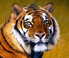 tigr - оригинал