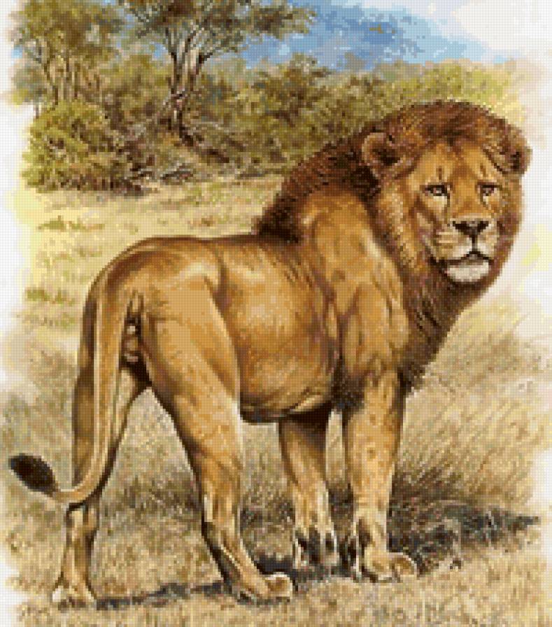 Дикие хищные кошки - дикие хищные кошки, лев, анималисты - предпросмотр