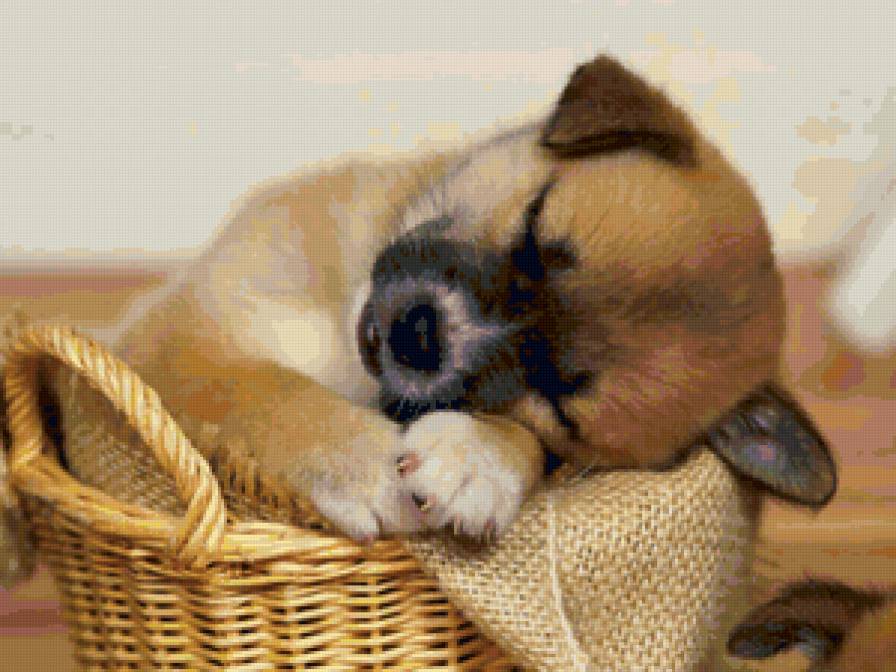 Спящий щеночек в корзинке) - спящий щеночек, собачка, домашние животные, щенок - предпросмотр