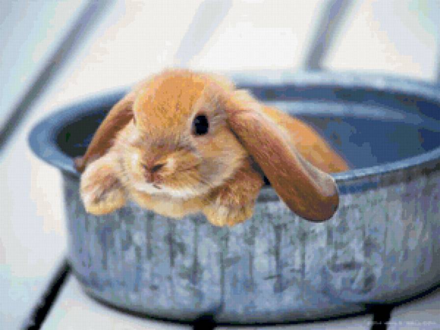 Кролик в мисочке) - кролик - предпросмотр