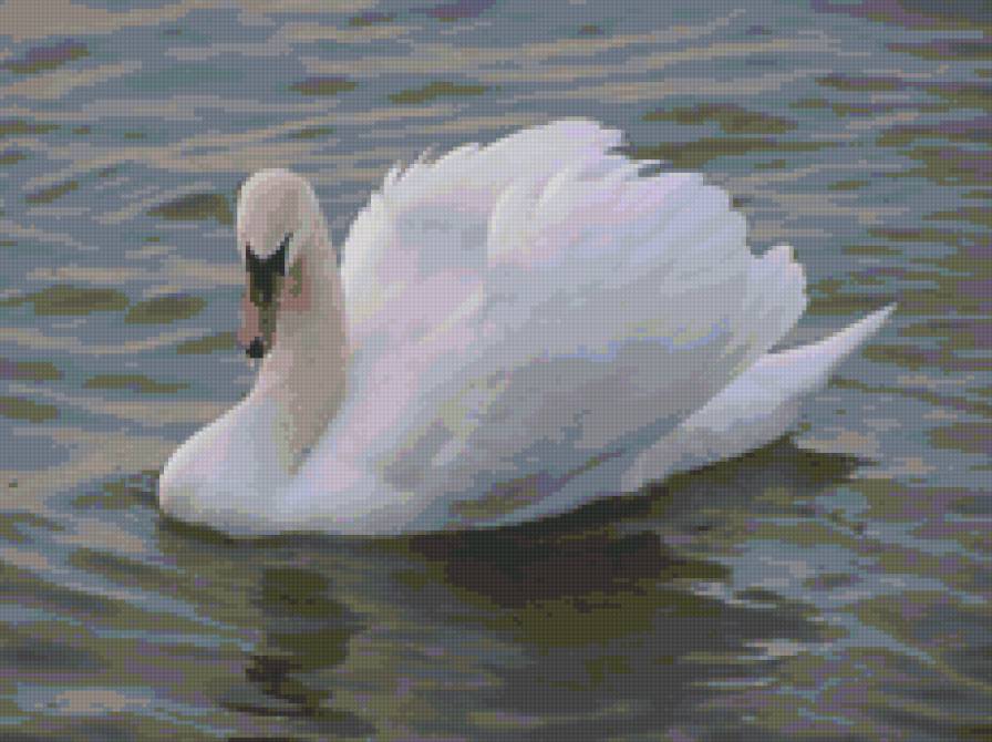 лебеди - лебеди - предпросмотр