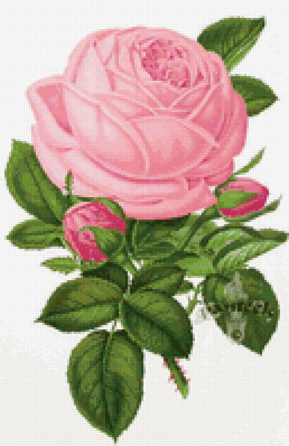 Роза - душистые розы, флора, цветок, цветы, роза, розочки, розы - предпросмотр