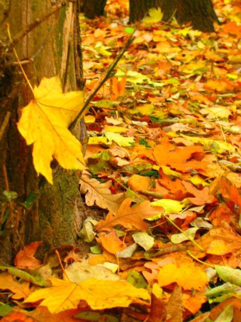 Осенняя пора - листья, осень, природа - оригинал