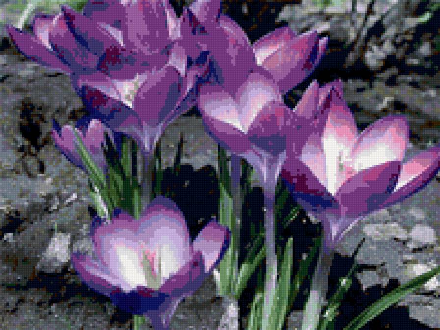Крокусы - цветы - предпросмотр