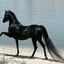 Схема вышивки «черный рысак»