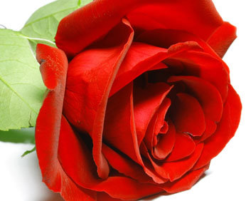 Красная роза - красная, розочка, цветок, роза, цветы - оригинал