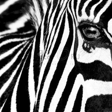 зебра 3