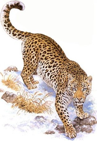 Дикие хищные кошки - леопард, дикие хищные кошки, анималисты - оригинал