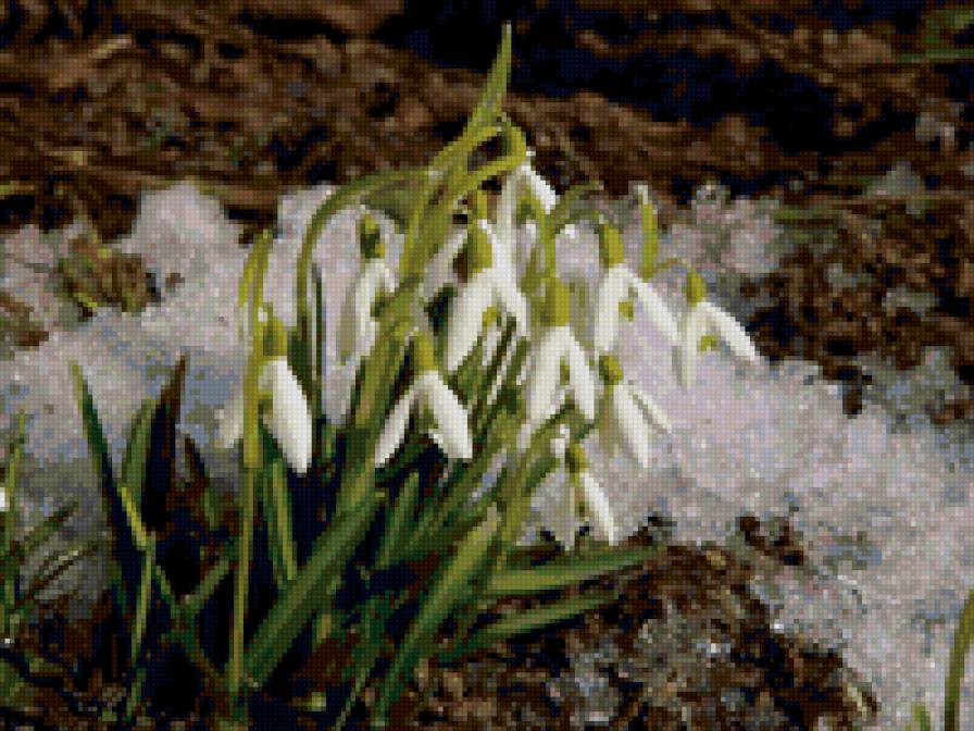 подснежники - цветы, подснежники, весна - предпросмотр