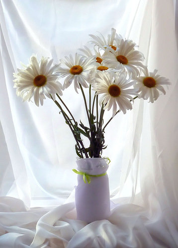 ромашки - цветы, ваза, букет - оригинал