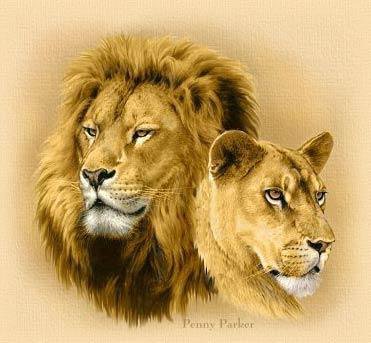 львы - лев, животные, хищник - оригинал